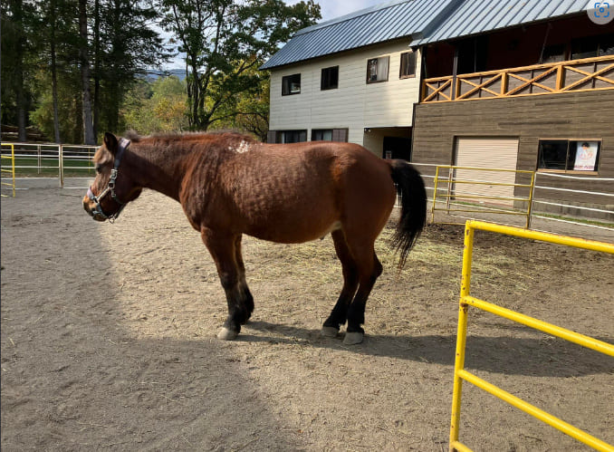 ひるがのホープロッジ（高原木曽馬牧場）で乗馬体験