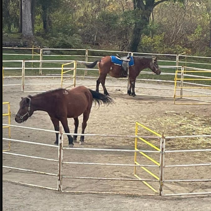 ひるがのホープロッジ（高原木曽馬牧場）で乗馬体験